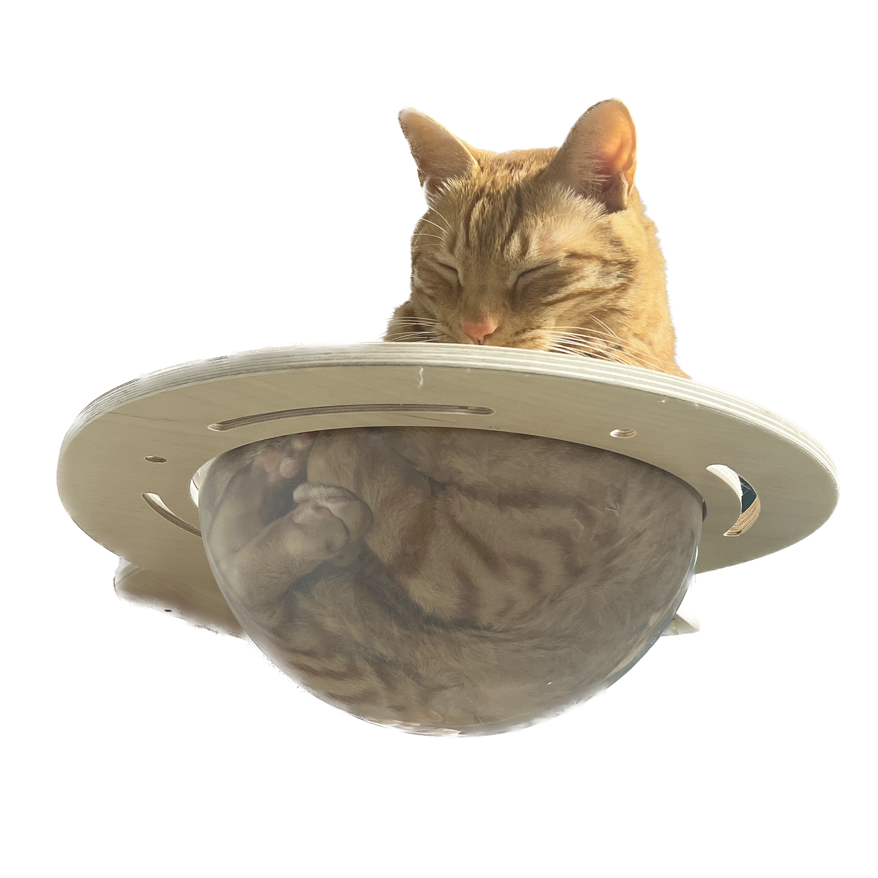 My Lovely Cat